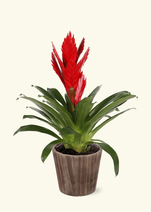 Red Bromeliad in 5 inch a brown wilson wood grow pot.