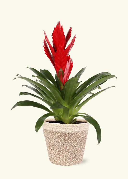 Red Bromeliad in 5 inch a cream ivo jute grow pot.