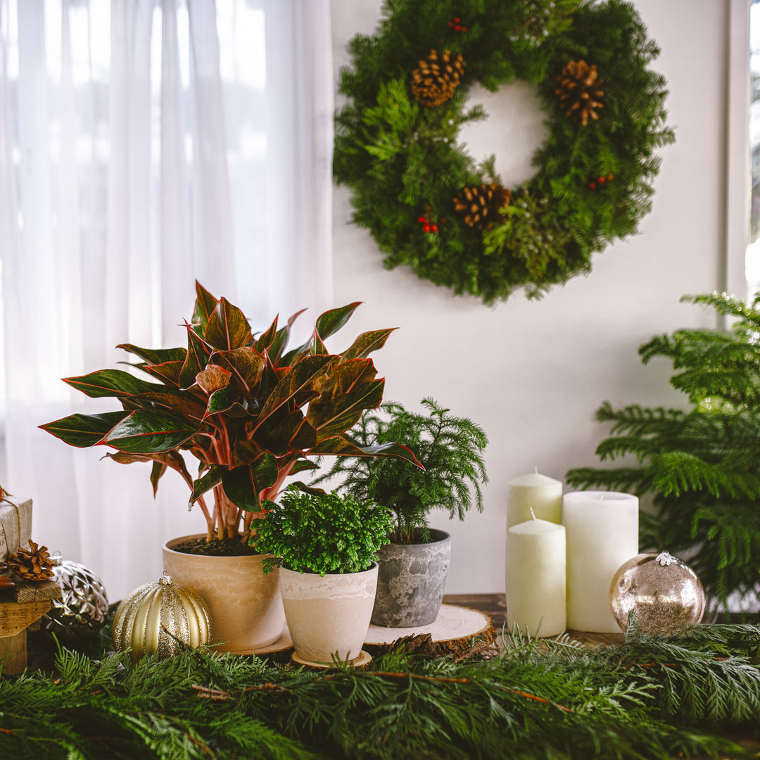 Fresh Cut Holiday Wreath