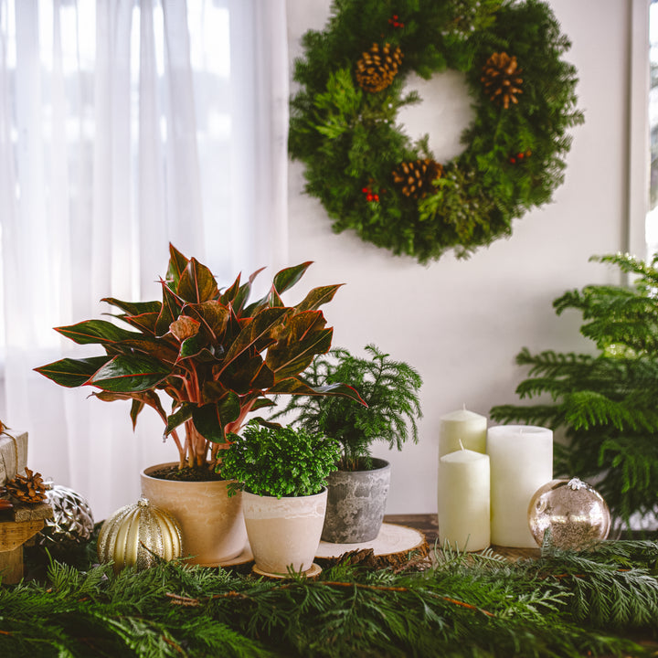 Fresh Cut Holiday Wreath