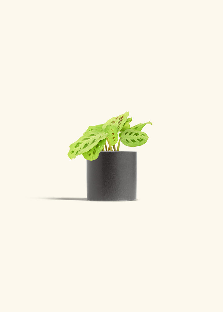 Beauty Kim Prayer Plant in a 4 inches Oat Classic Cylinder Planter 
