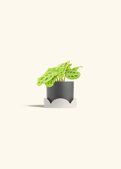 Beauty Kim Prayer Plant in a 4 inches Oat Classic Cylinder Planter in a Oat Petal Drip Tray