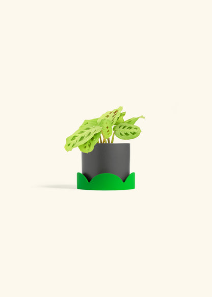 Beauty Kim Prayer Plant in a 4 inches Oat Classic Cylinder Planter in a Shamrock Petal Drip Tray