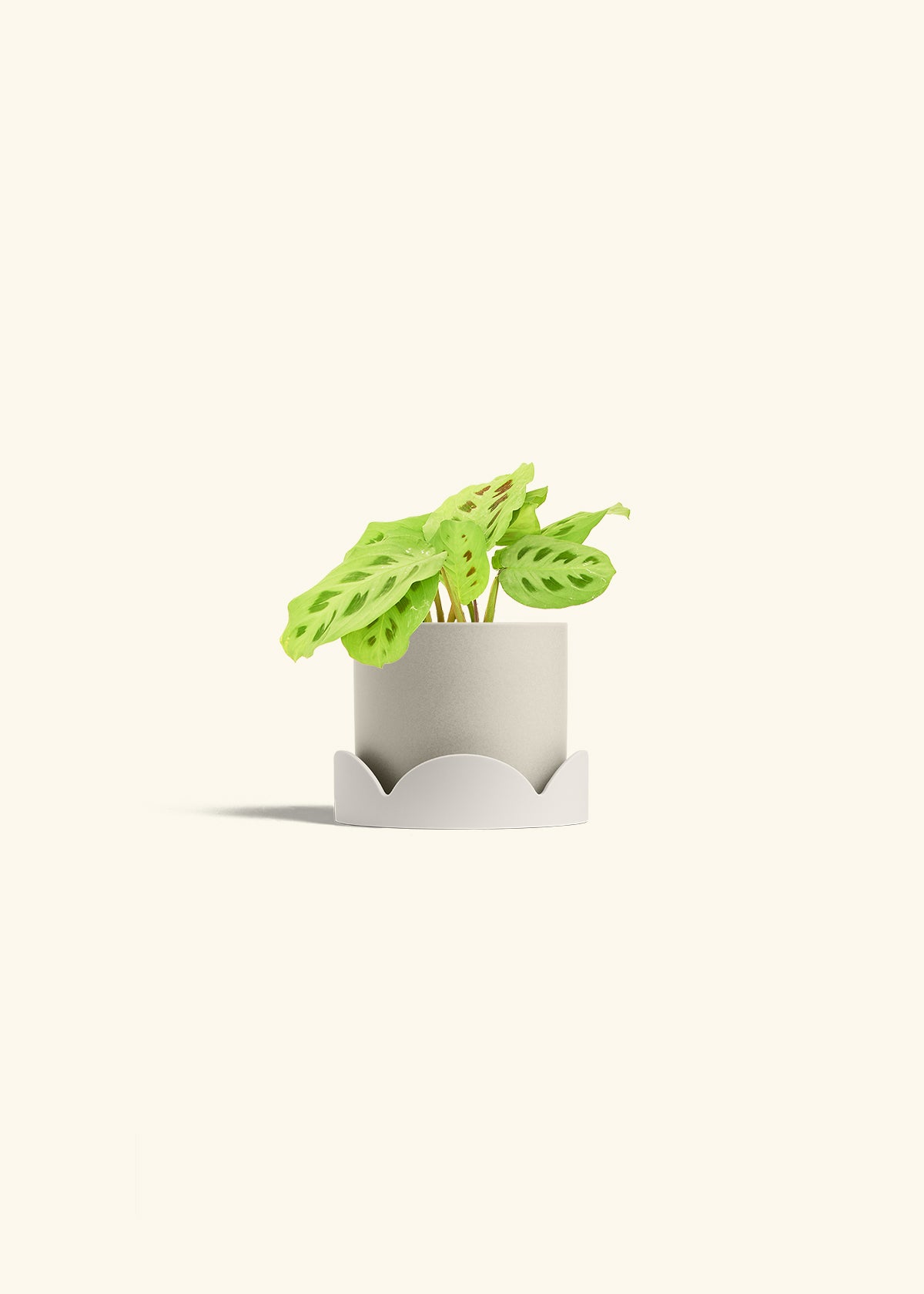 Beauty Kim Prayer Plant in a 4 inches Charcoal Classic Cylinder Planter in a Shamrock Petal Drip Tray