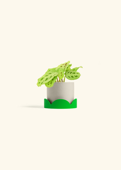 Beauty Kim Prayer Plant in a 4 inches Charcoal Classic Cylinder Planter in a Oat Petal Drip Tray