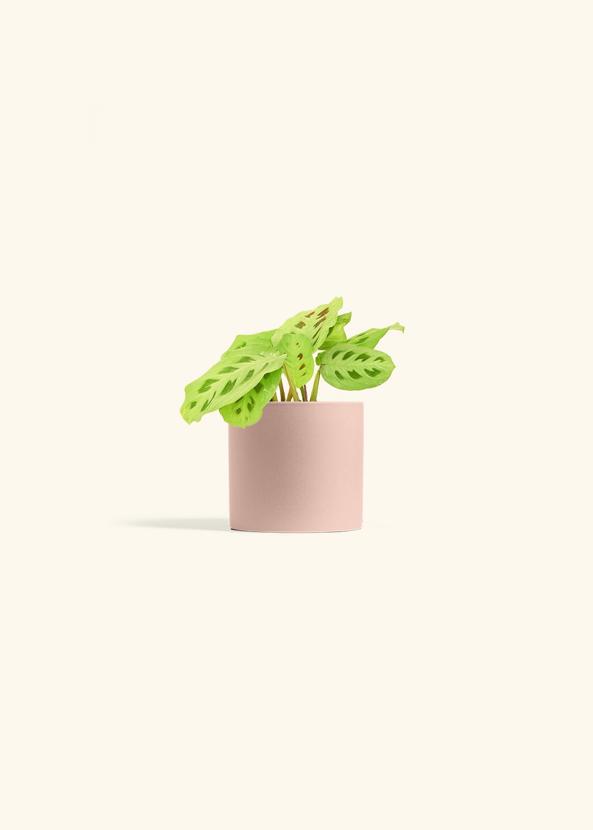 Beauty Kim Prayer Plant in a 4 inches Pink Classic Cylinder Planter 