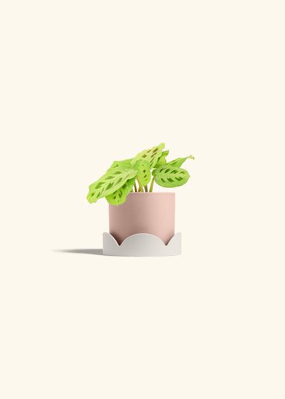Beauty Kim Prayer Plant in a 4 inches Pink Classic Cylinder Planter in a Oat Petal Drip Tray