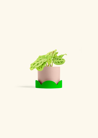Beauty Kim Prayer Plant in a 4 inches Pink Classic Cylinder Planter in a Shamrock Petal Drip Tray