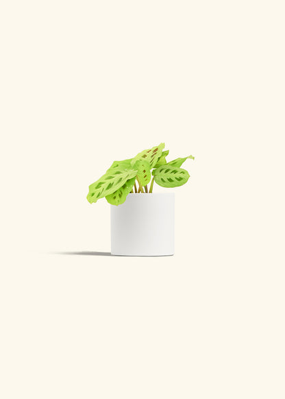 Beauty Kim Prayer Plant in a 4 inches White Classic Cylinder Planter 
