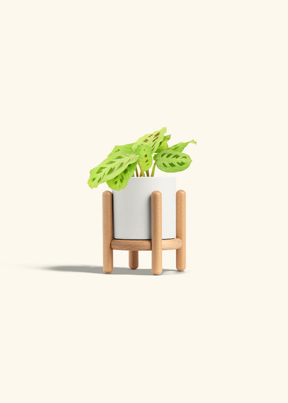 Beauty Kim Prayer Plant in a 4 inches White Classic Cylinder Planter in a Beech Wood Stand