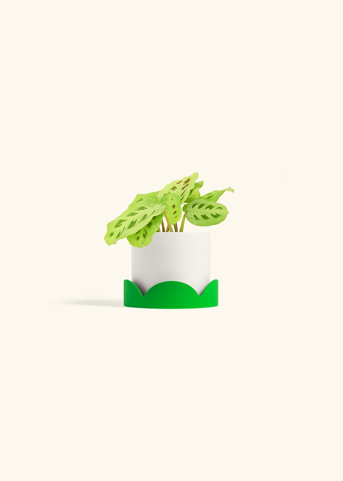 Beauty Kim Prayer Plant in a 4 inches White Classic Cylinder Planter in a Shamrock Petal Drip Tray