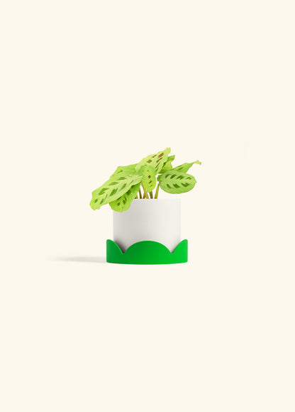 Beauty Kim Prayer Plant in a 4 inches White Classic Cylinder Planter in a Shamrock Petal Drip Tray