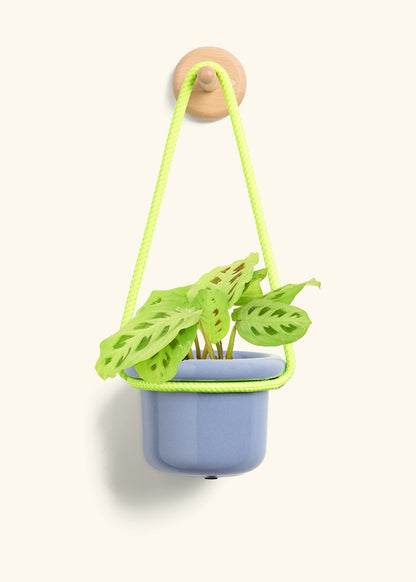 Prayer Plant 'Beauty Kim', Small