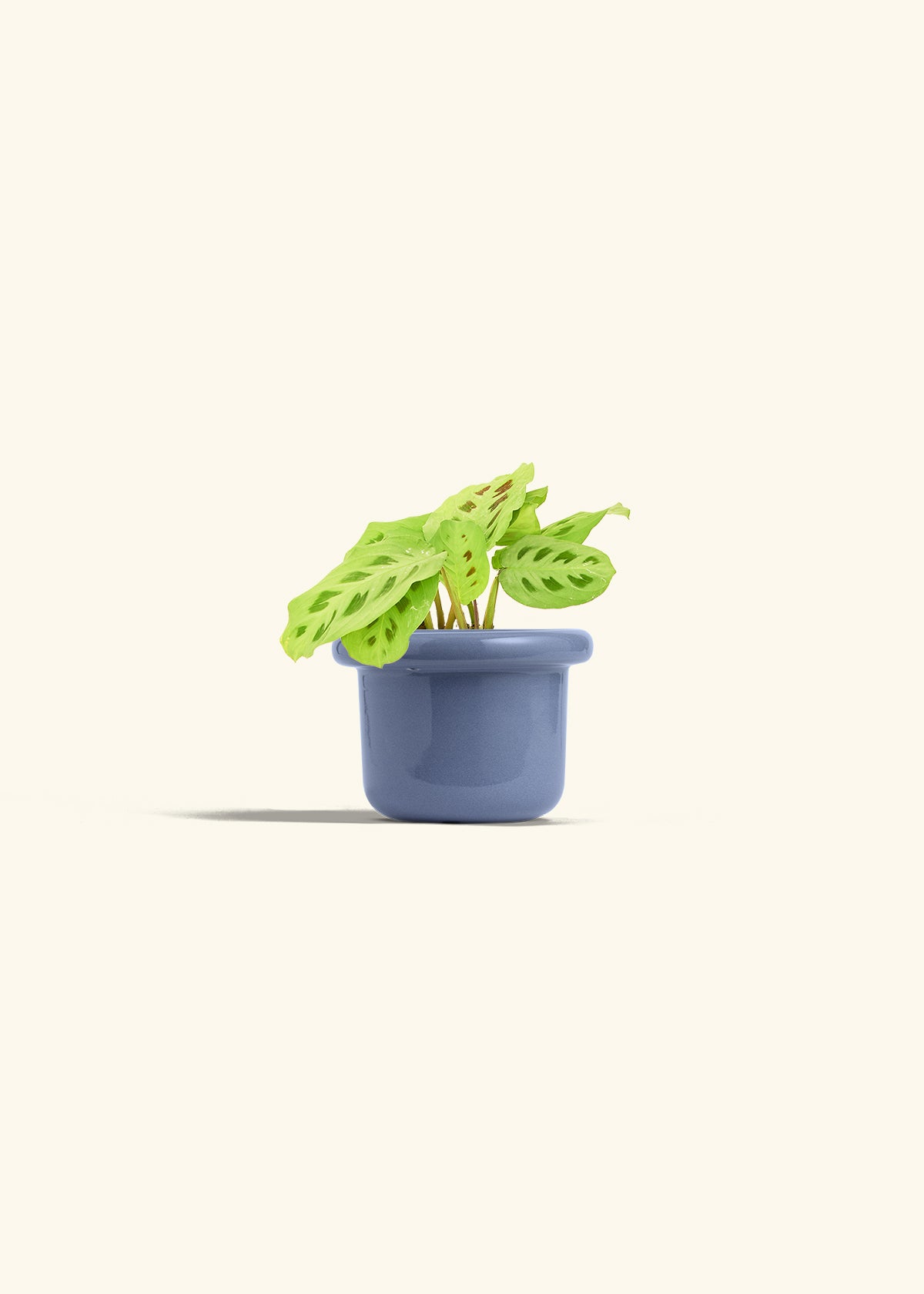 Beauty Kim Prayer Plant in a 4 inches Fat Lip Blue Planter 