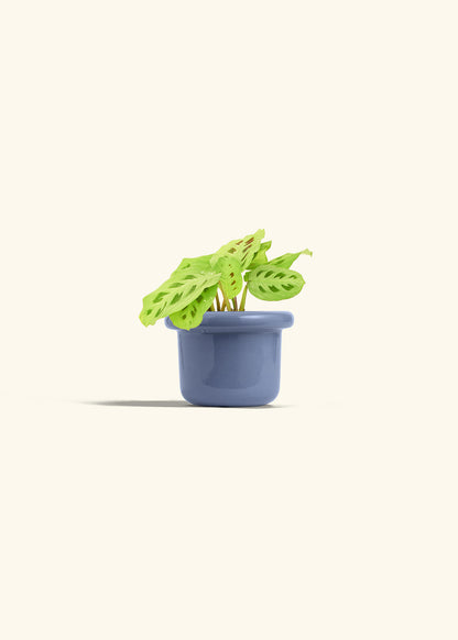 Beauty Kim Prayer Plant in a 4 inches Fat Lip Blue Planter 