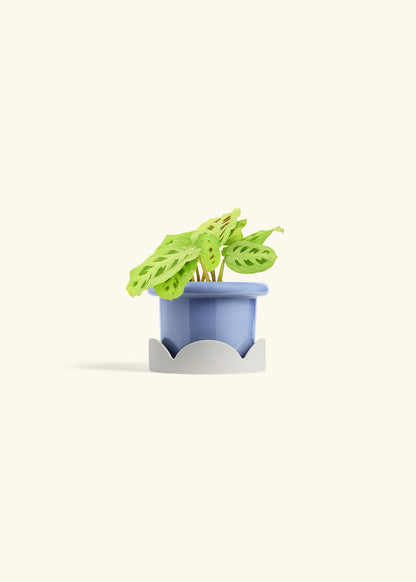 Beauty Kim Prayer Plant in a 4 inches Fat Lip Blue Planter in a Oat Petal Drip Tray