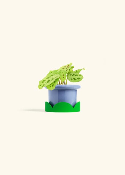 Beauty Kim Prayer Plant in a 4 inches Fat Lip Blue Planter in a Shamrock Petal Drip Tray