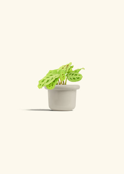 Beauty Kim Prayer Plant in a 4 inches Fat Lip Oat Planter in a Oat Petal Drip Tray