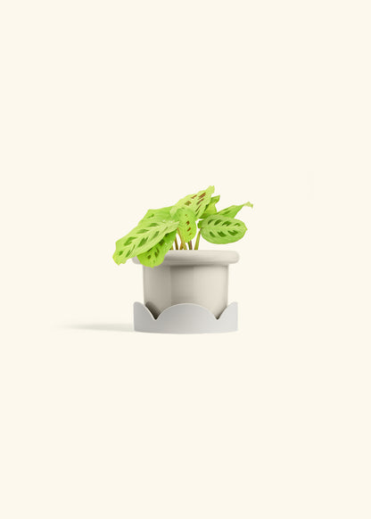 Beauty Kim Prayer Plant in a 4 inches Fat Lip Oat Planter 