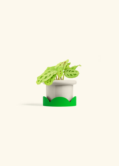 Beauty Kim Prayer Plant in a 4 inches Fat Lip Oat Planter in a Shamrock Petal Drip Tray