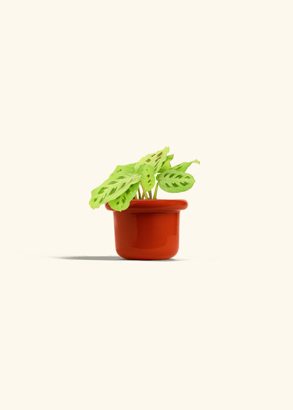 Beauty Kim Prayer Plant in a 4 inches Fat Lip Red Planter 