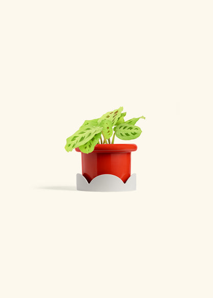 Beauty Kim Prayer Plant in a 4 inches Fat Lip Red Planter in a Shamrock Petal Drip Tray