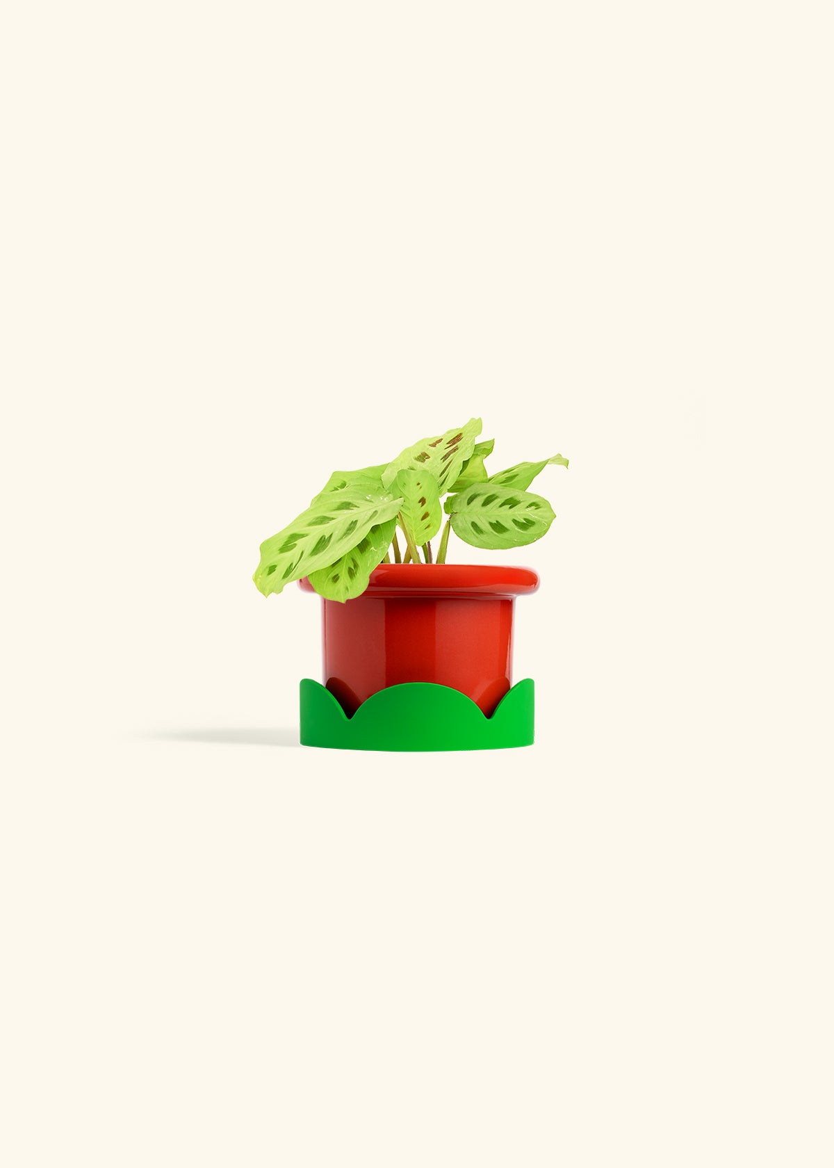 Beauty Kim Prayer Plant in a 4 inches Fat Lip Red Planter in a Oat Petal Drip Tray