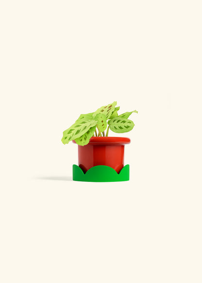 Beauty Kim Prayer Plant in a 4 inches Fat Lip Red Planter in a Oat Petal Drip Tray