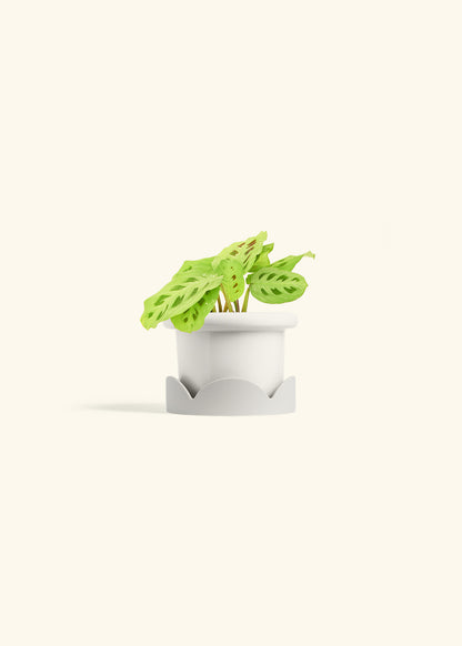 Beauty Kim Prayer Plant in a 4 inches Fat Lip White Planter in a Oat Petal Drip Tray