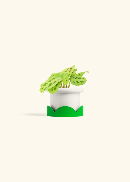 Beauty Kim Prayer Plant in a 4 inches Fat Lip White Planter in a Shamrock Petal Drip Tray