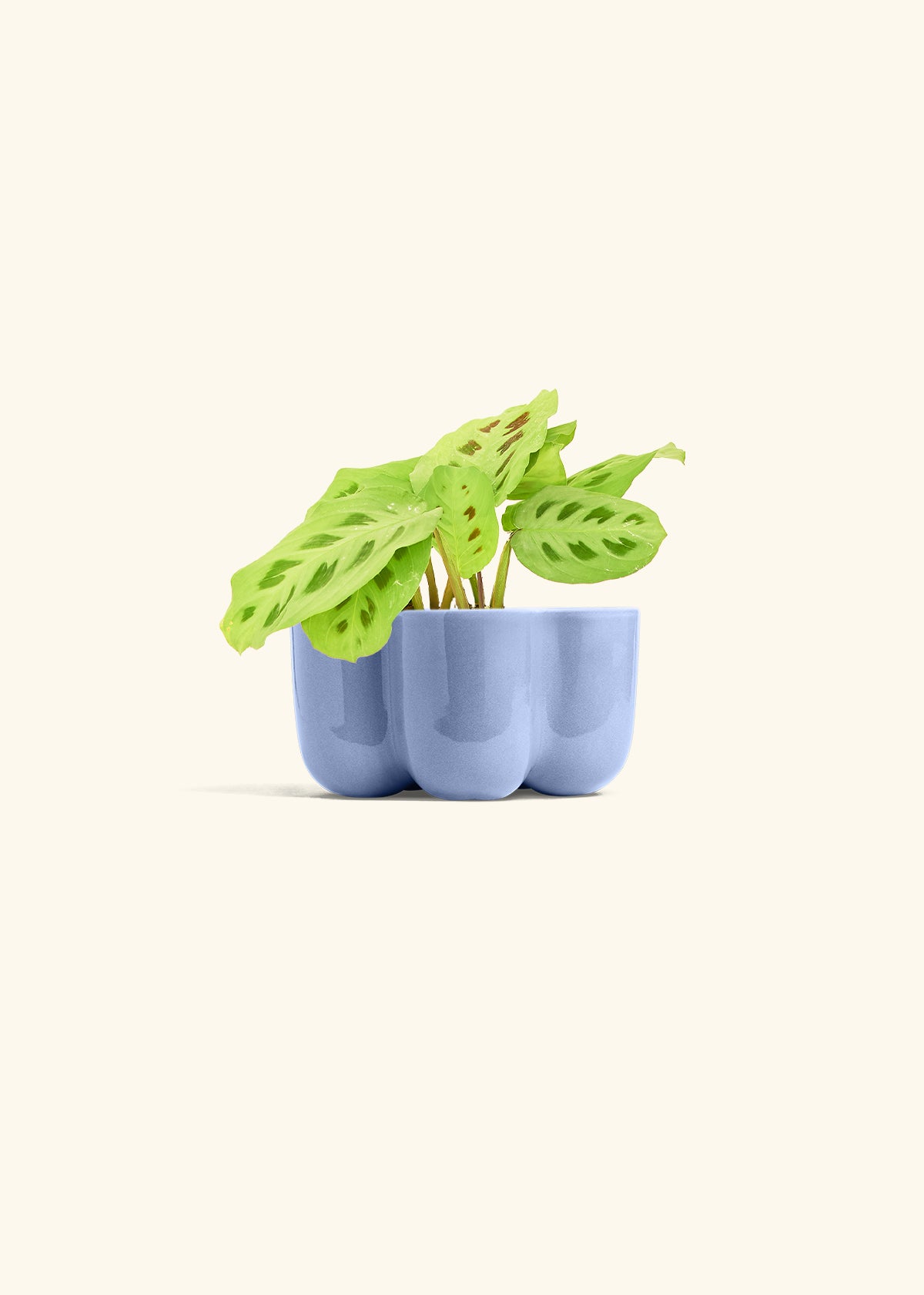 Beauty Kim Prayer Plant in a 4 inches in a Blue Petal Planter