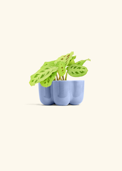 Beauty Kim Prayer Plant in a 4 inches in a Blue Petal Planter