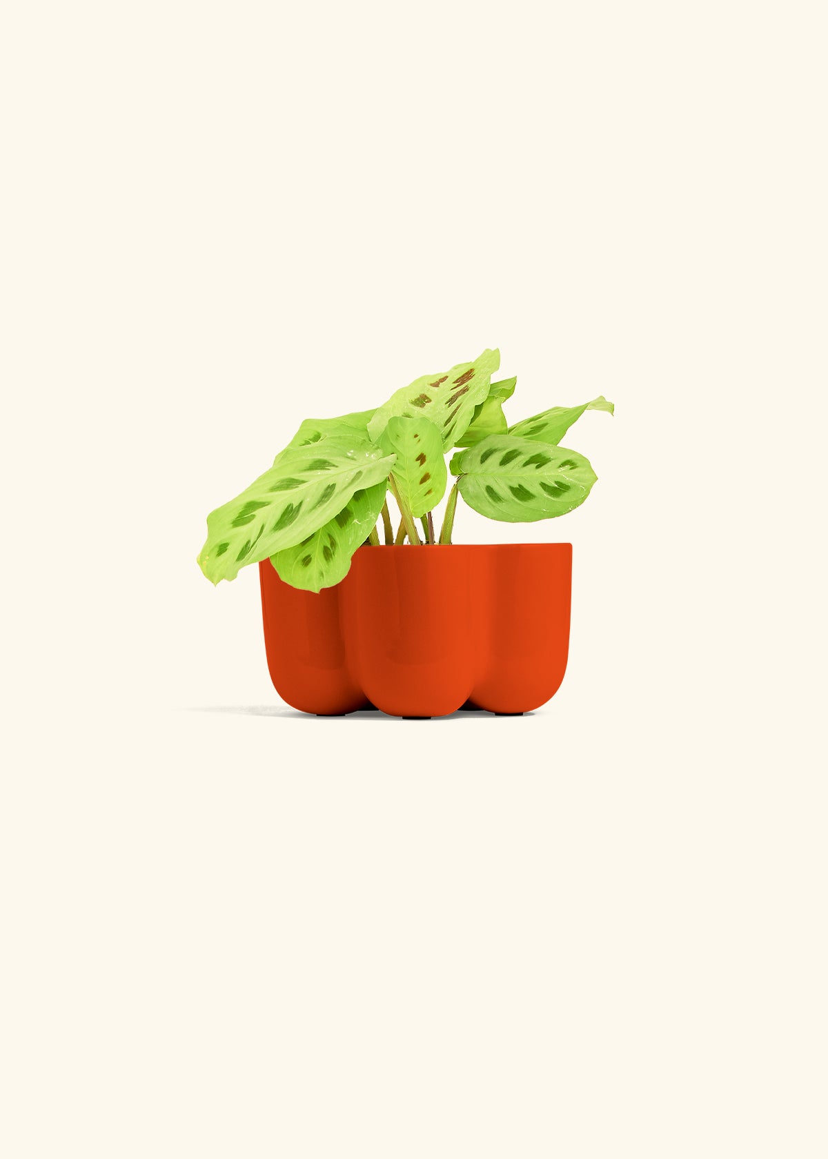 Beauty Kim Prayer Plant in a 4 inches in a Red Petal Planter