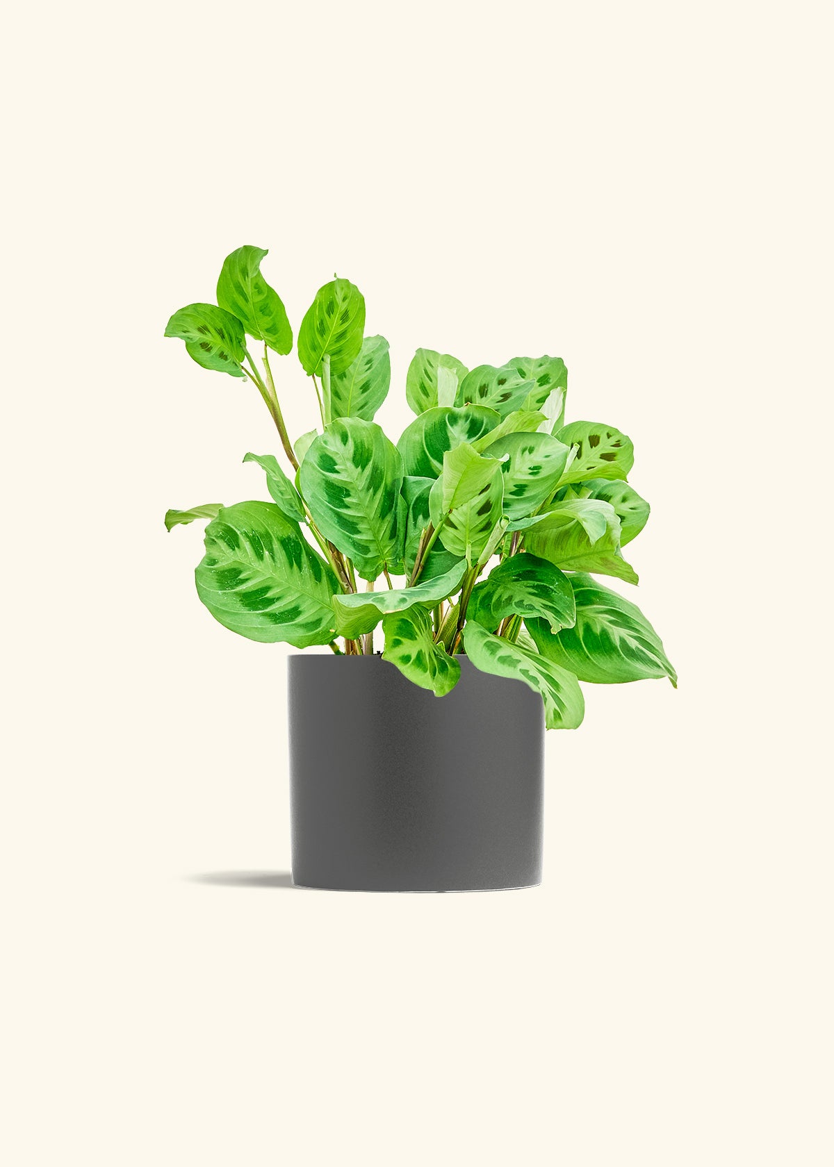 Prayer Plant Beauty Kim in a 6 inches Pink Classic Cylinder Planter in a Beech Wood Stand