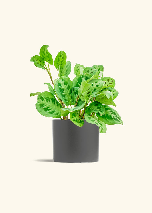 Prayer Plant Beauty Kim in a 6 inches Pink Classic Cylinder Planter in a Beech Wood Stand