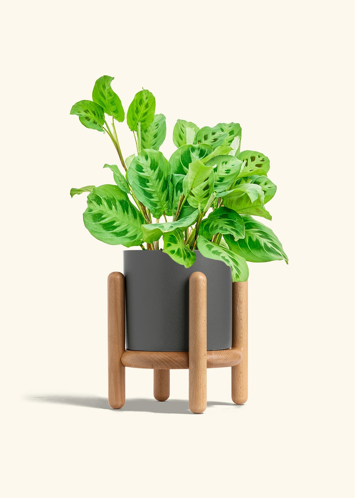 Prayer Plant Beauty Kim in a 6 inches Charcoal Classic Cylinder Planter in a Oat Petal Drip Tray