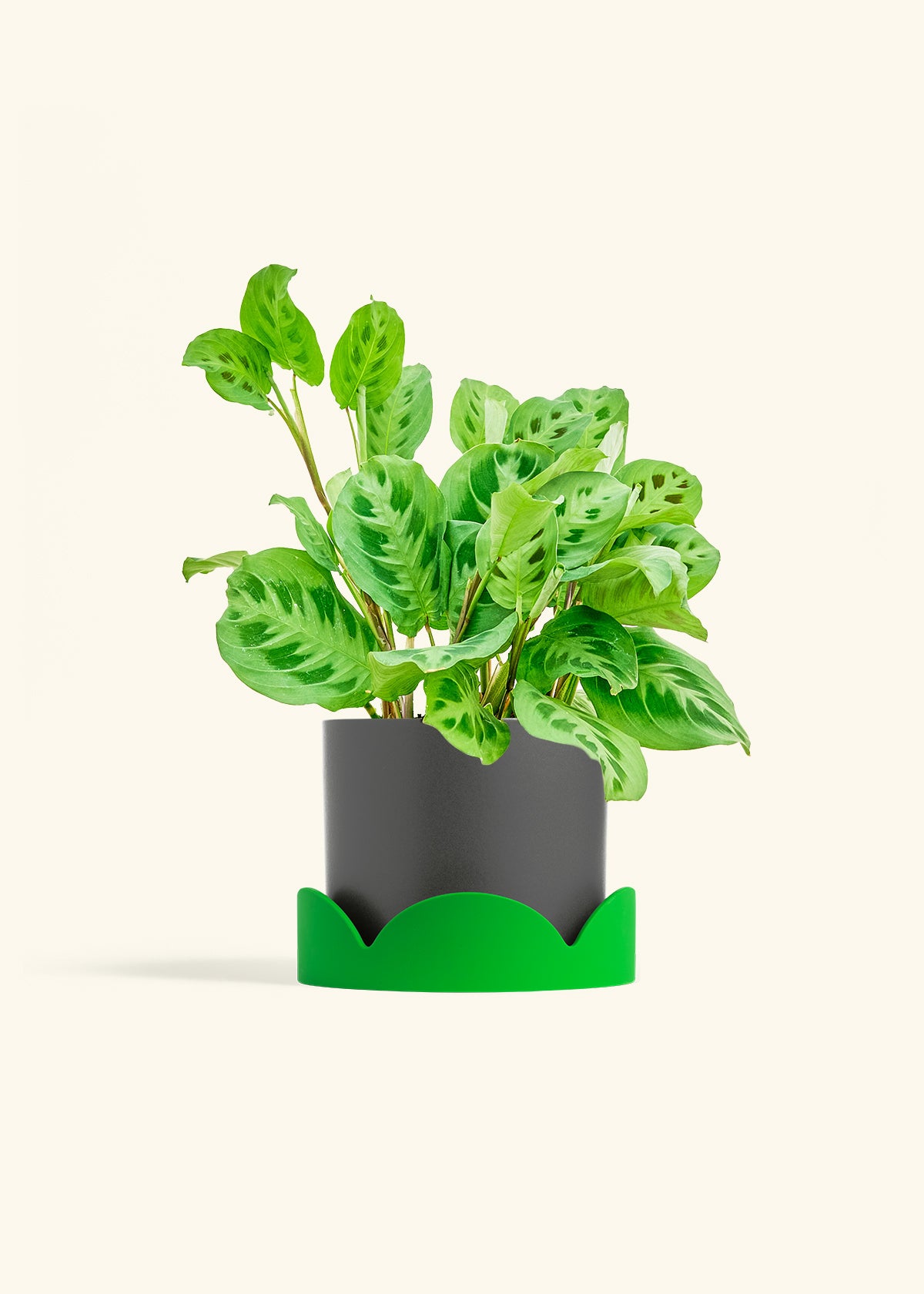Prayer Plant Beauty Kim in a 6 inches Charcoal Classic Cylinder Planter 