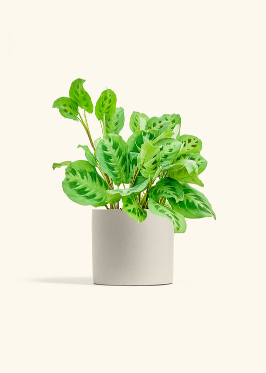 Prayer Plant Beauty Kim in a 6 inches Charcoal Classic Cylinder Planter in a Beech Wood Stand