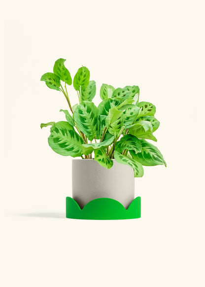Prayer Plant Beauty Kim in a 6 inches Oat Classic Cylinder Planter in a Shamrock Petal Drip Tray