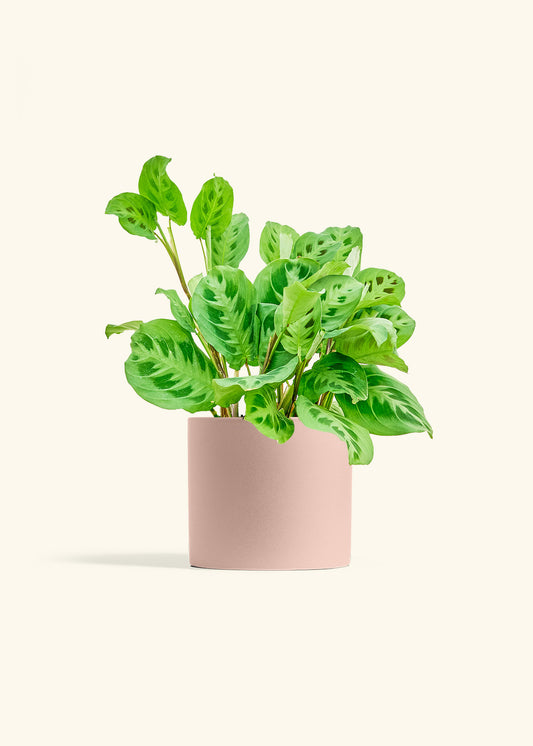 Prayer Plant Beauty Kim in a 6 inches White Classic Cylinder Planter in a Beech Wood Stand