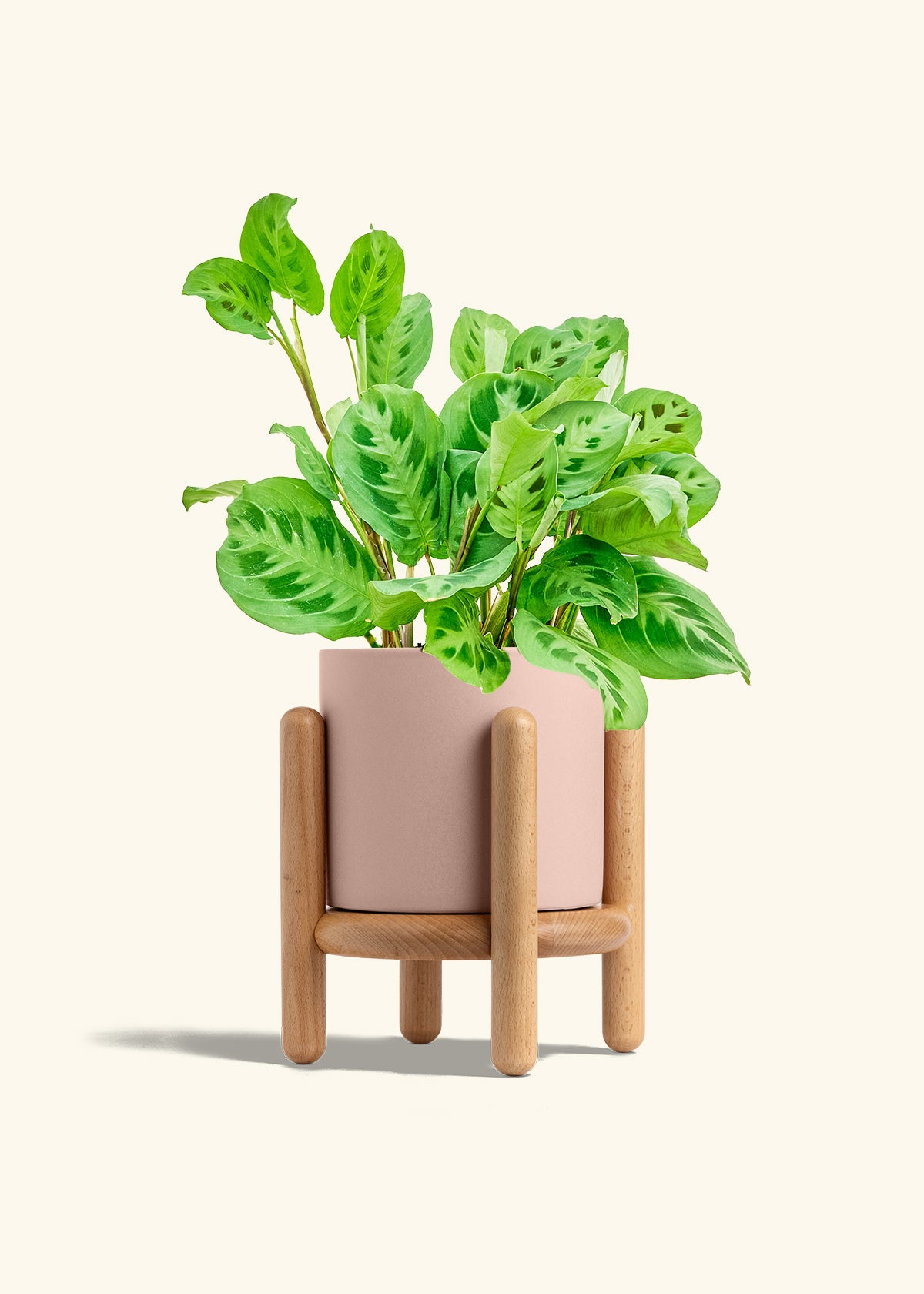 Prayer Plant Beauty Kim in a 6 inches Pink Classic Cylinder Planter in a Oat Petal Drip Tray