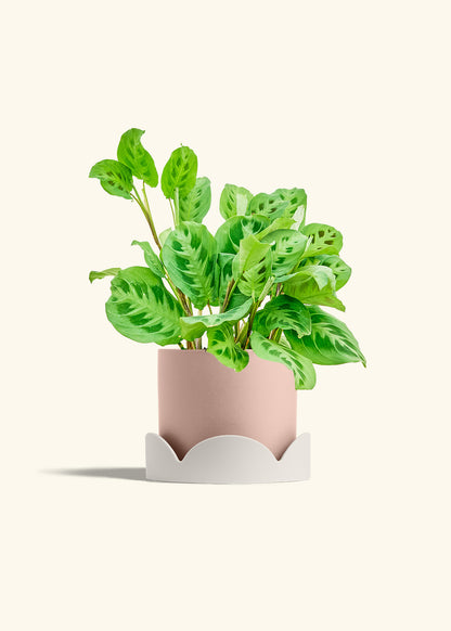 Prayer Plant Beauty Kim in a 6 inches Pink Classic Cylinder Planter in a Shamrock Petal Drip Tray