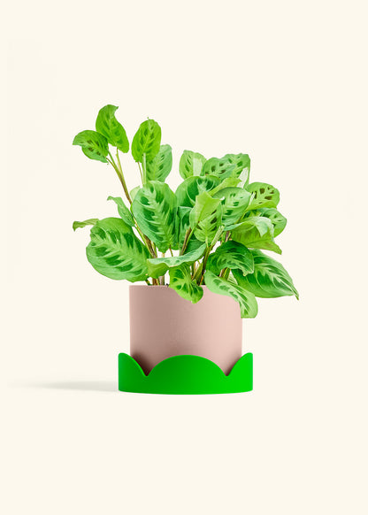 Prayer Plant Beauty Kim in a 6 inches Pink Classic Cylinder Planter 