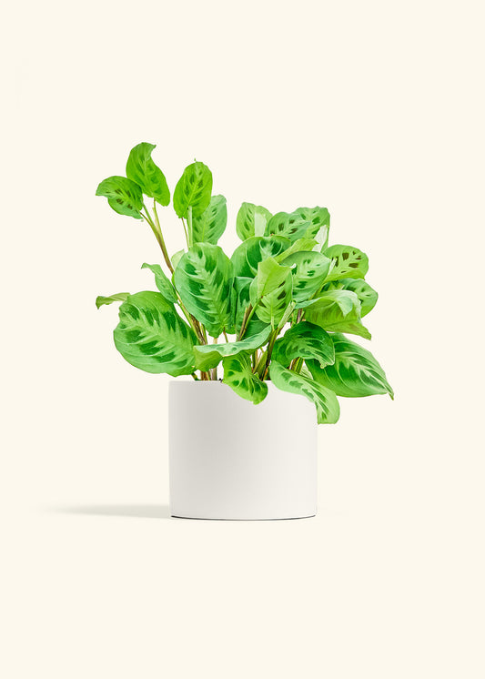 Prayer Plant Beauty Kim in a 6 inches Oat Classic Cylinder Planter 
