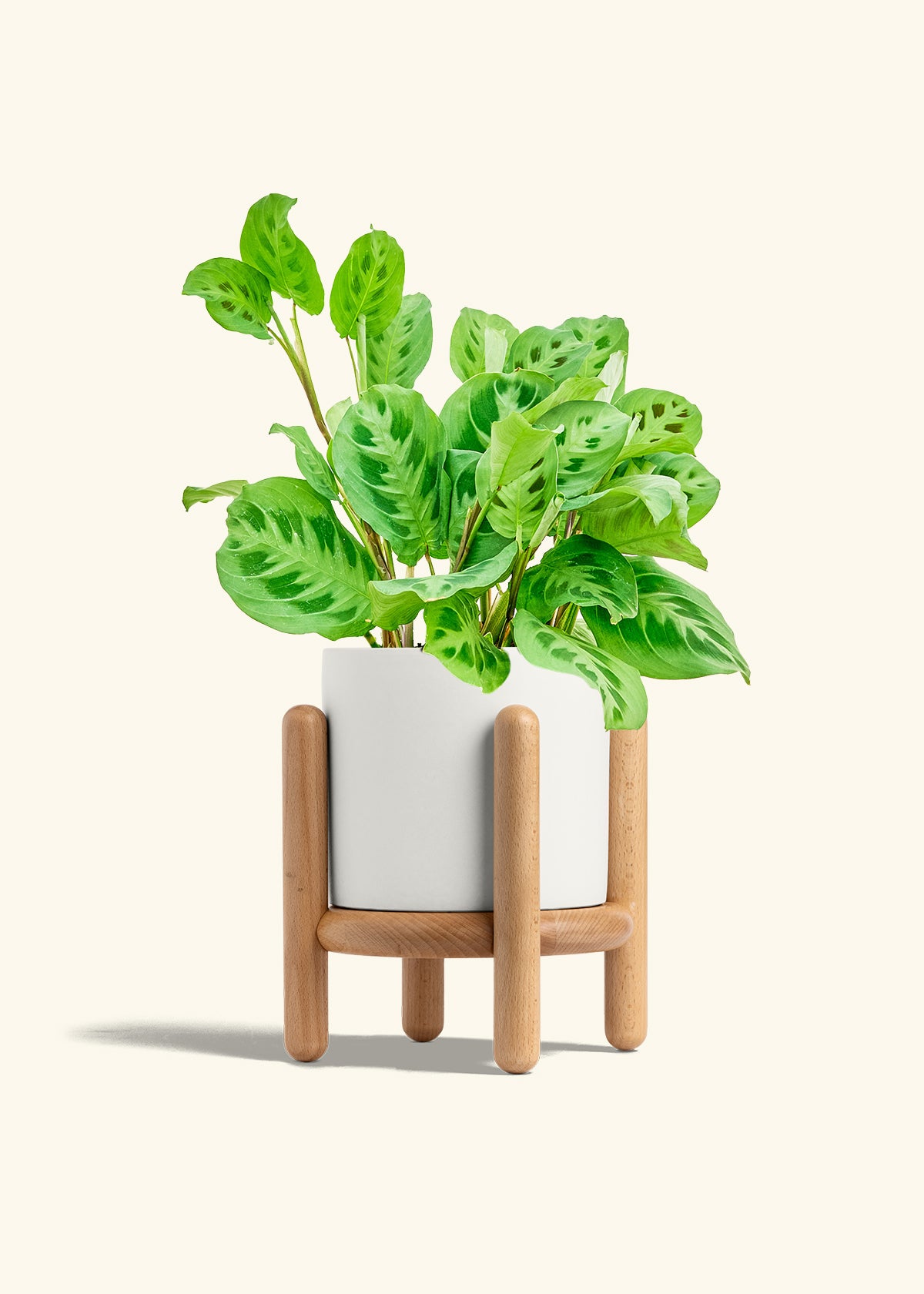 Prayer Plant Beauty Kim in a 6 inches White Classic Cylinder Planter in a Oat Petal Drip Tray