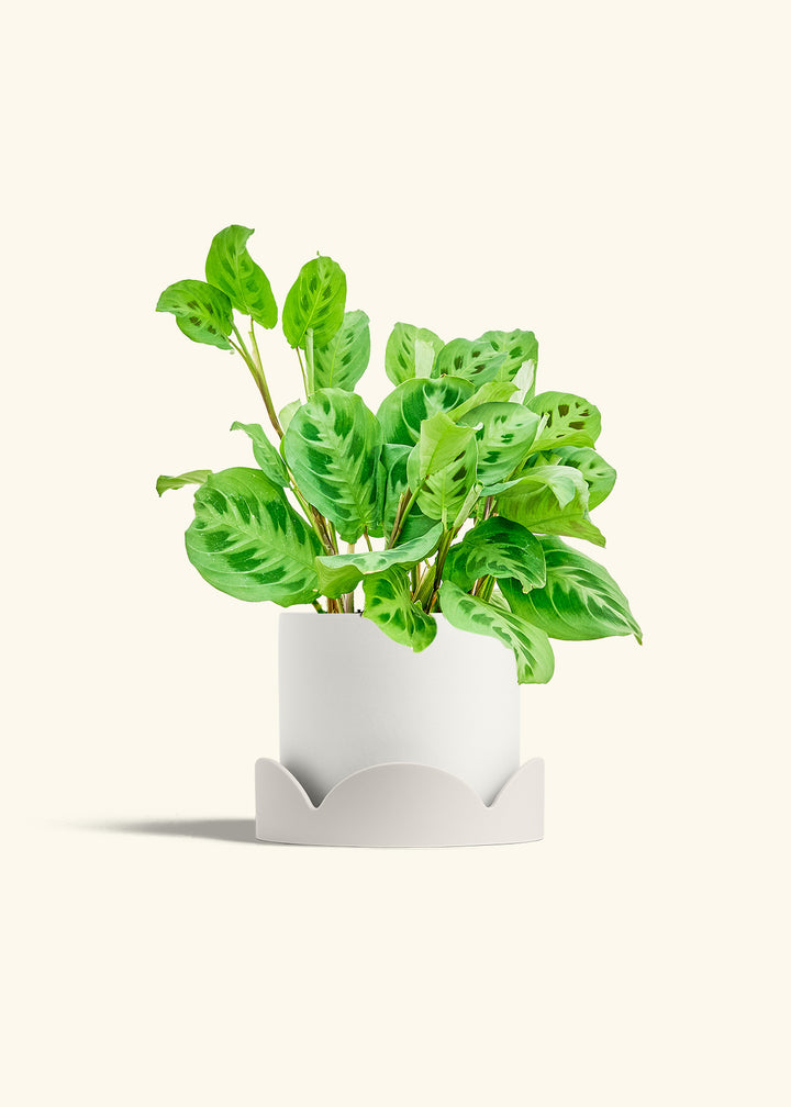 Prayer Plant Beauty Kim in a 6 inches White Classic Cylinder Planter in a Shamrock Petal Drip Tray