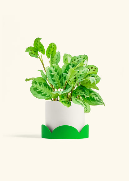 Prayer Plant Beauty Kim in a 6 inches White Classic Cylinder Planter 