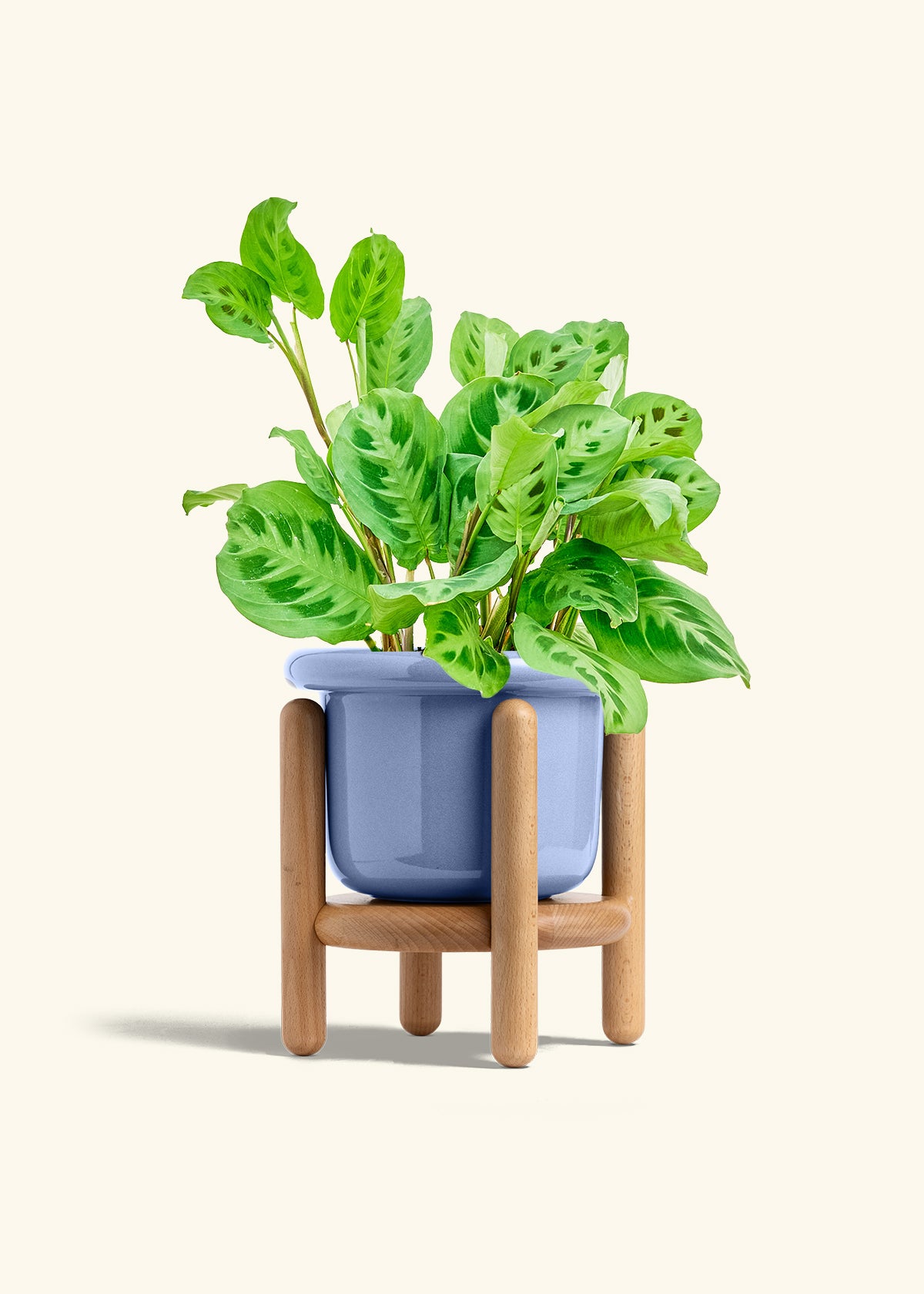 Prayer Plant Beauty Kim in a 6 inches Fat Lip Blue Planter in a Beech Wood Stand
