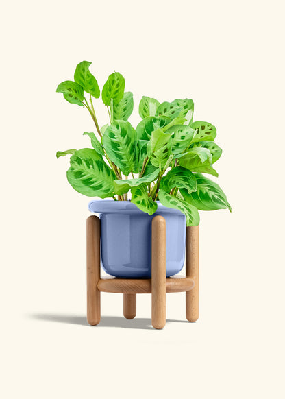 Prayer Plant Beauty Kim in a 6 inches Fat Lip Blue Planter in a Beech Wood Stand