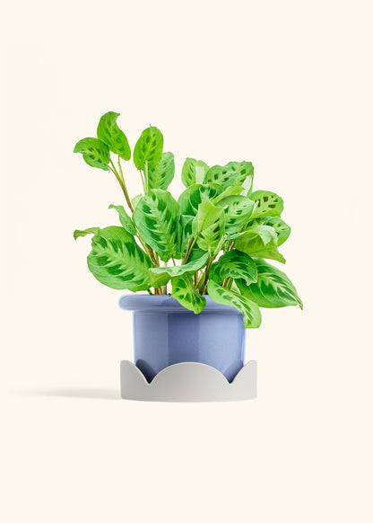 Prayer Plant Beauty Kim in a 6 inches Fat Lip Blue Planter in a Oat Petal Drip Tray